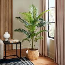 Areca Palm