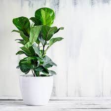 Bambino Fiddle Leaf