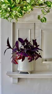 Purple Heart Plant