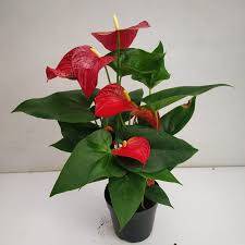 Anthurium Plant