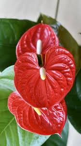 Anthurium Plant