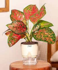 Aglaonema Plant