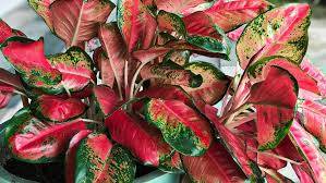 Aglaonema Plant