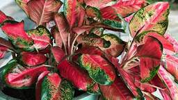 Aglaonema Plant