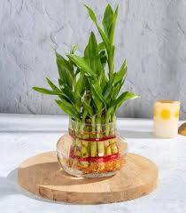 Lucky Bamboo Plant
