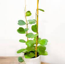 Heart Hoya Plant