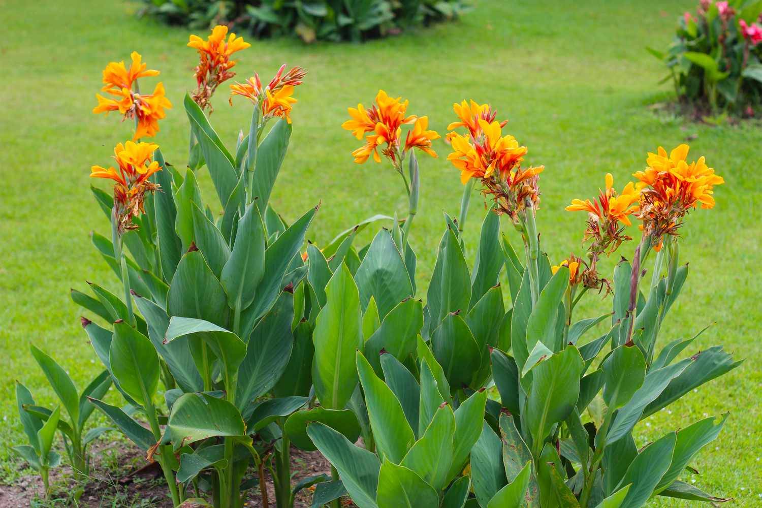 Canna Plant