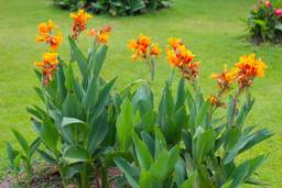 Canna Plant
