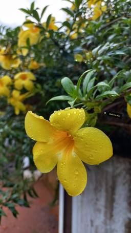 Oleander Plant